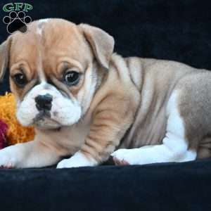 Macy, Miniature Bulldog Puppy